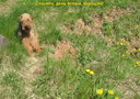 Welsh-terrier-Afrodita.jpg