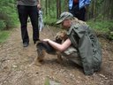 Также на станции встретили ещё одну вельшинку Бусинку , приезжала на притравку..JPG (598.39 КБ) 5936 просмотров Также на станции встретили ещё одну вельшинку Бусинку , приезжала на притравку .