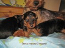 Welsh Terriers 2 weeks.jpg