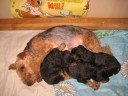 WT-Claudia-puppies.JPG