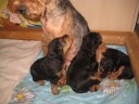 wt-puppies-3 weeks.JPG