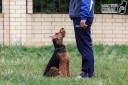 Выполнил команду &quot;Ко мне&quot; в упражнении &quot;Место&quot;