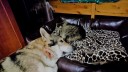 кошка и влчак спят.jpg