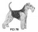 WELSH terrier78.jpg