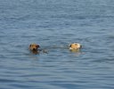 Собаки принимают водные процедуры