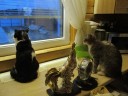 Коты ждут сергея.jpg