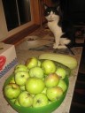 кот у яблок.jpg