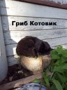 котовик-гриб.jpg