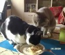 Коты-кушают.jpg