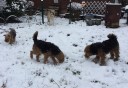собаки-в-снегу.jpg