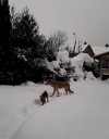 собаки в снегу.jpg