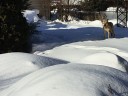 снег-солнце-пёс.jpg