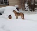 две-собаки-снег.jpg