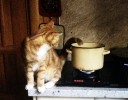 Кот-на-кухне.jpg