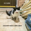 КОТЁНОК-13-11-2016.jpg