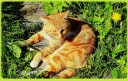 Кот в траве.jpg