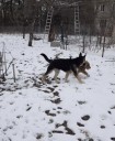 овчар и клава идут.jpg