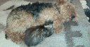 Вельш С Котёном.jpg