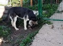 Рокки кушает.jpg