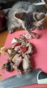 котёнок.jpg