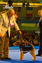 WTeuro_dog_show_bucharest_05.10.2012.jpg