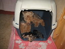 Мамаша со щенками в гнёздышке