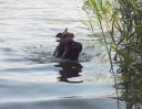 Вельш терьер подаёт утку из воды