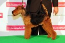 Welsh terrier BoB Crufts 2013