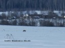 Лиса к деревне пришла