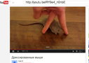 дресированная мышь.jpg