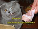 кот и курица.jpg