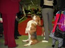 Бассет-хаунд , который показывал цирковые номера на ринге  . Очень милый пёс.