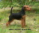 Sire_SMALL ROCKET BLACK RED..jpg