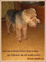 welsh terrier help.jpg