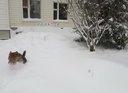 Welsh Terrier in snow.jpg