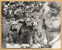 Welsh terriers &quot;AERO&quot; V. Baitlerová