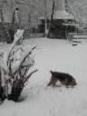 Осинка в снегу
