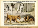 antique_1919_louis_agassiz_fuertes_canine_natural_history_dog_lithograph_irish_welsh_and_fox_terriers.jpg