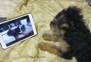 wt puppy & video.jpg