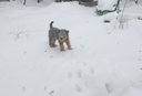 Каролина в снегу
