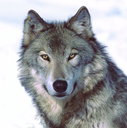grey wolf.jpg